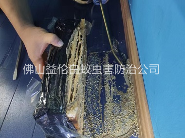 禅城体育馆灭治白蚁工程